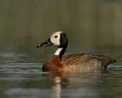 Dendrocygna viduata