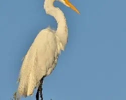 Ardea alba