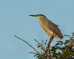 Butorides striata
