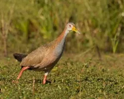 Aramides ypecaha