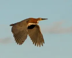 Tigrisoma lineatum
