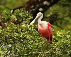 Roseate Spoonbill (Platalea ajaja)