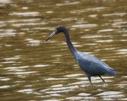 Egretta caerulea
