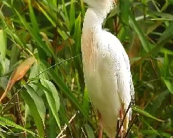 Bubulcus ibis