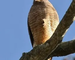 Buteo magnirostris