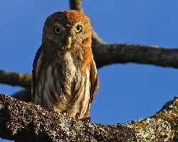 Glaucidium brasilianum
