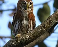 Glaucidium brasilianum
