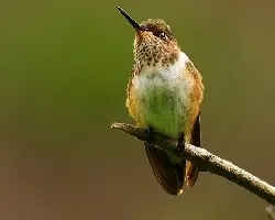 Selasphorus flammula