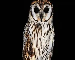 Pseudoscops clamator