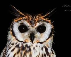 Pseudoscops clamator