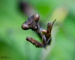 Mantis