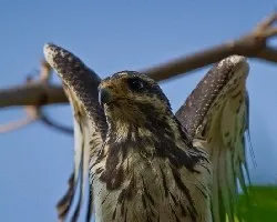 Buteogallus anthracinus