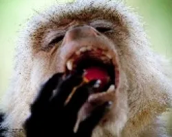 White-faced Capuchin Monkey (Papa)