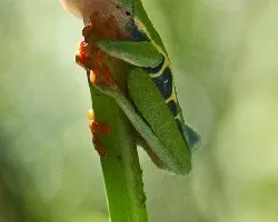 Red Eye Tree Frog