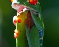 Red Eye Tree Frog