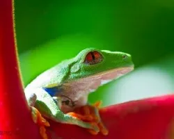 Red Eye Tree Frog
