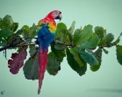 Scarlet Macaw