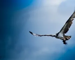 Pandion haliaetus