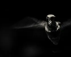 Hummingbird in B&W
