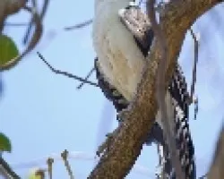 Micrastur semitorquatus