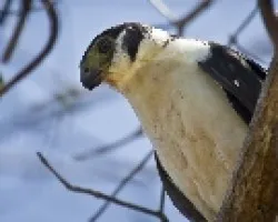 Micrastur semitorquatus