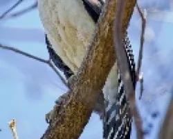 Micrastur semitorquatus