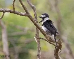 Notharchus hyperrhynchus