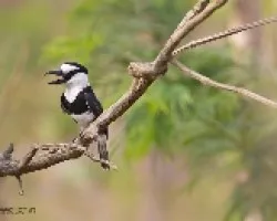 Notharchus hyperrhynchus