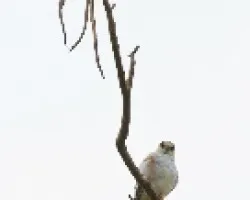 Gampsonyx swainsonii