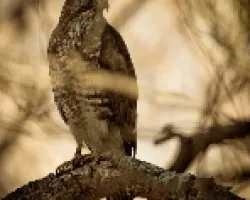 Buteo platypterus
