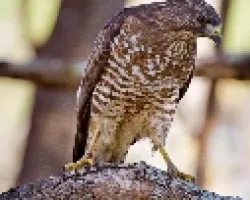 Buteo platypterus