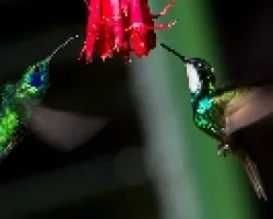 Hummingbirds