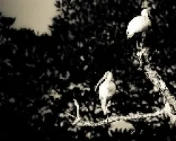 Eudocimus albus