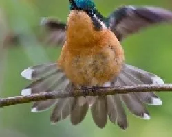 Purple-throated Mountain-gem Female