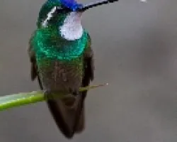 Lampornis castaneoventris