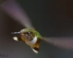 White-crested Coquette Female