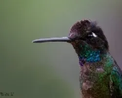 Eugenes fulgens