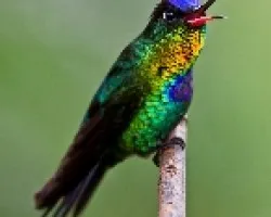 Panterpe insignis