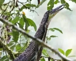 Tigrisoma fasciatum