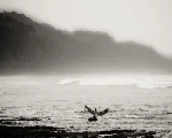 Pelicano, En corcovado