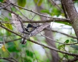Chloroceryle americana