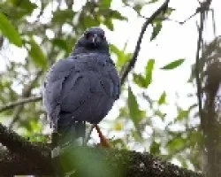 Geranospiza caerulescens