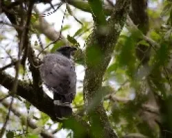 Geranospiza caerulescens