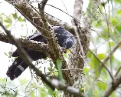 Geranospiza caerulescens