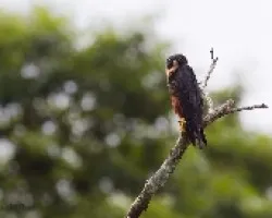 Falco rufigularis