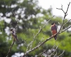 Falco rufigularis