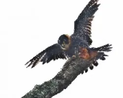 Falco rufigularis