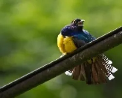 Trogon violaceus