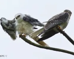 Elanus leucurus