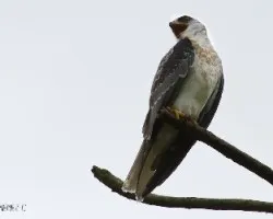 Elanus leucurus